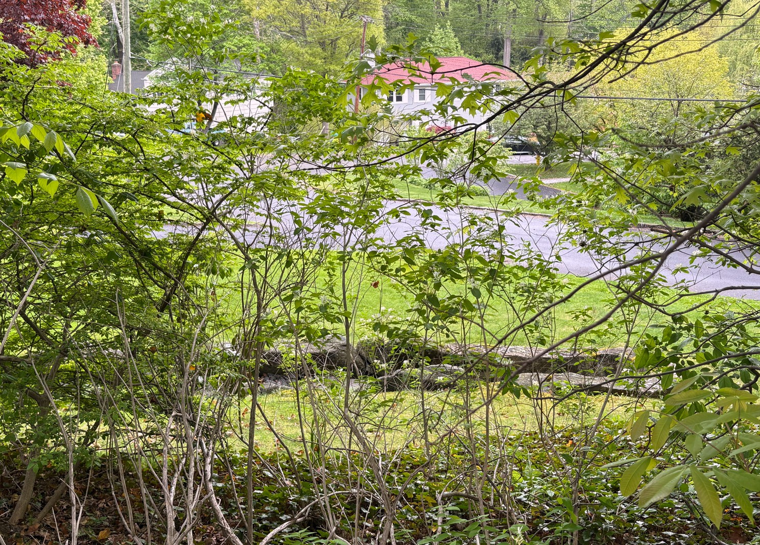 Storm water drain on the north side of the lot, looking north