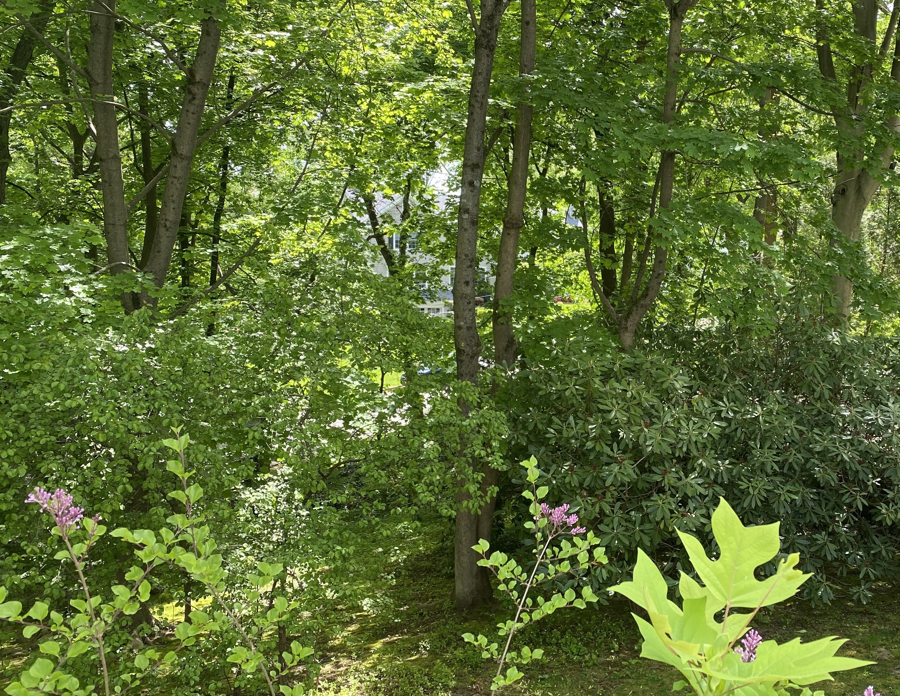 Dense tree coverage on the 0 Spier lot