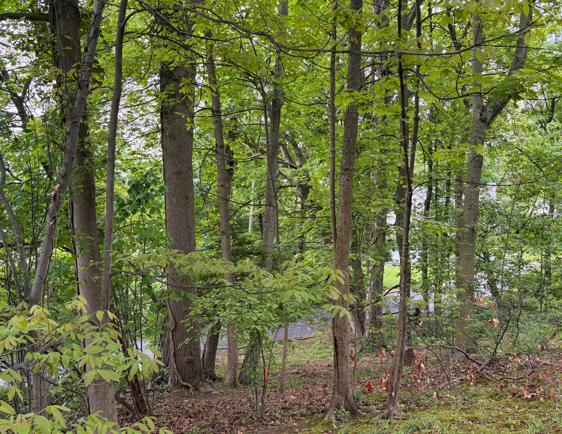 Looking down the slope at the wooded 0 Spier lot